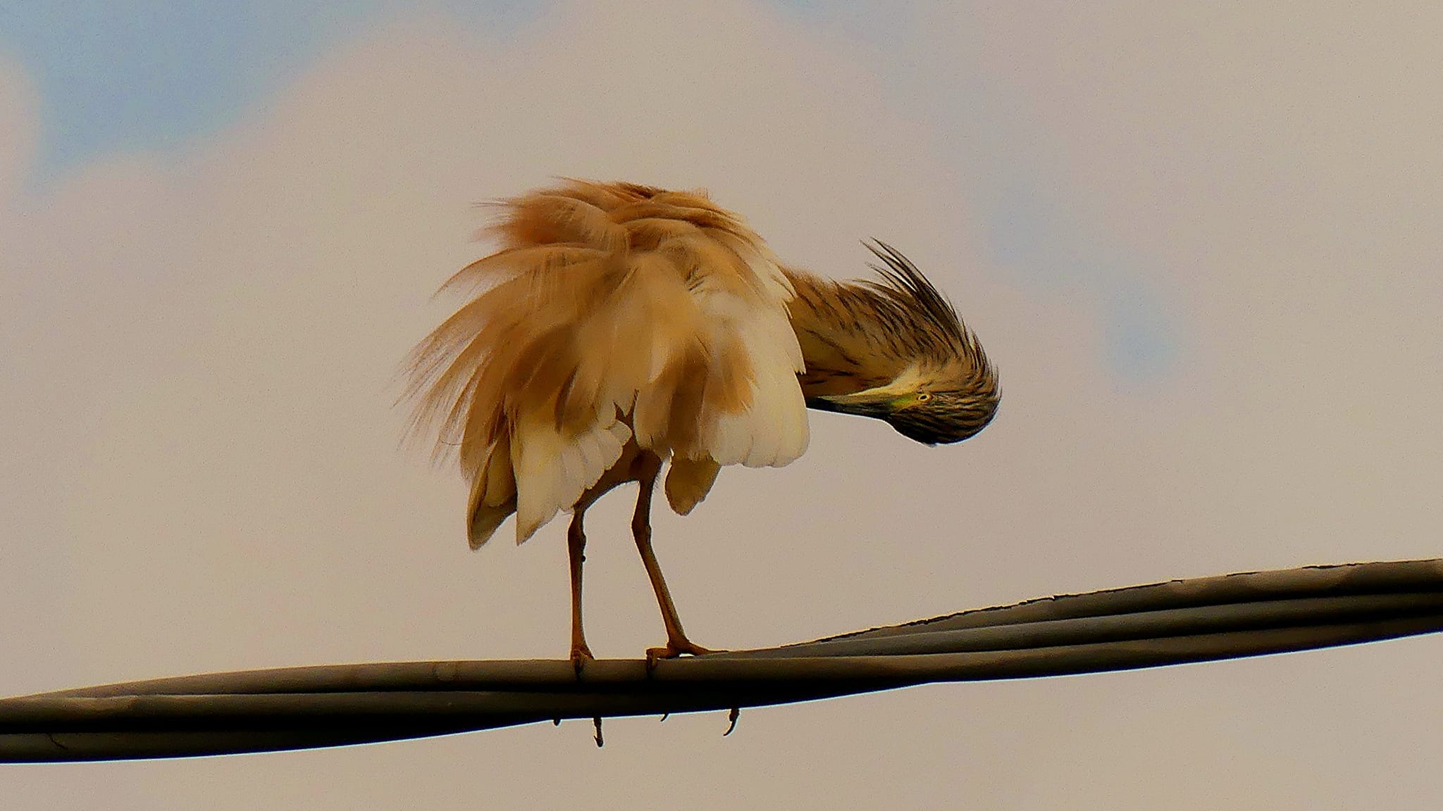 La rara Sgarza ciuffetto a Santa Maria del Focallo FOTO