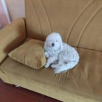 Si &egrave; perso Giulio