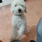 Il cane Giulio &egrave; tornato