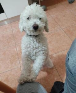 Il cane Giulio è tornato