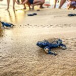 Punta Secca, sono nate le tartarughe!