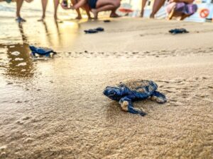 Punta Secca, sono nate le tartarughe!