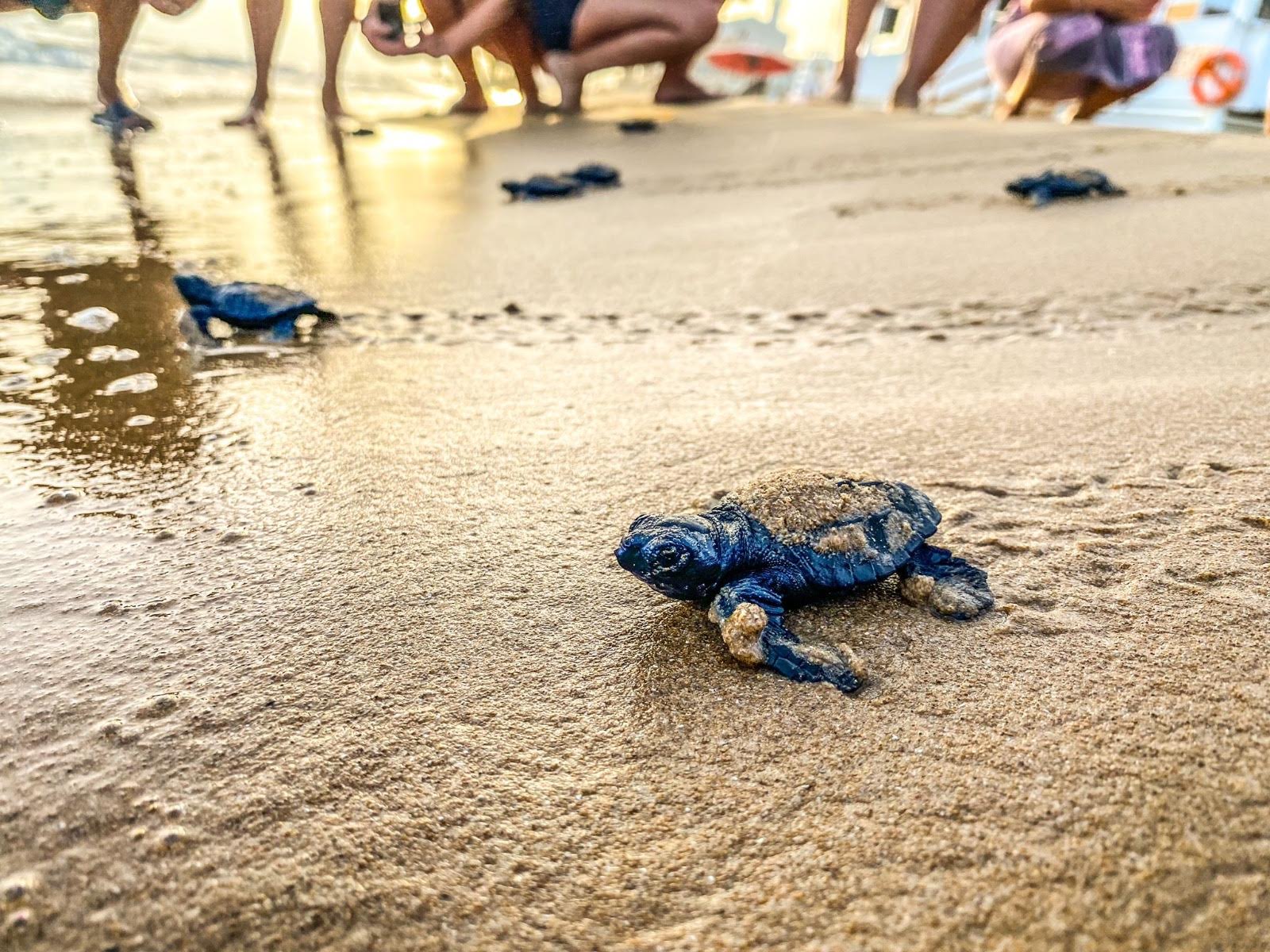 Punta Secca, sono nate le tartarughe! FOTO. VIDEO
