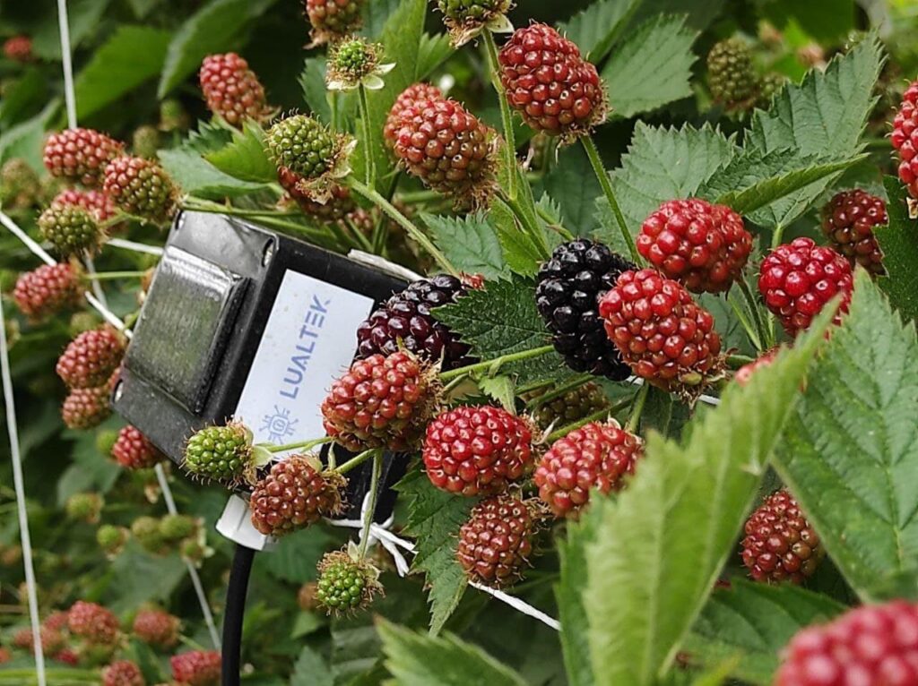 Startup siciliana: monitoraggio delle coltivazioni senza elettricit&agrave;