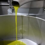 Stagione olearia, Tenuta Chiaramonte a Ragusa apre frantoio