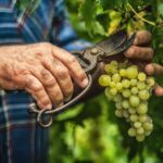 Vendemmia soddisfacente per quantit&agrave; e sorprendente per qualit&agrave;