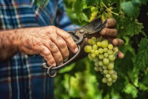 Vendemmia soddisfacente per quantità e sorprendente per qualità