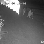 Saman 'uccisa con una corda e gettata nel Po'