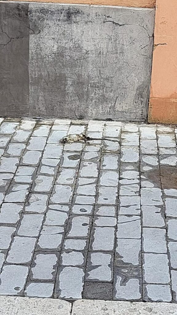 Il topo morto a Ragusa, a 3 passi dalla Cattedrale, a 2 passi dal Comune