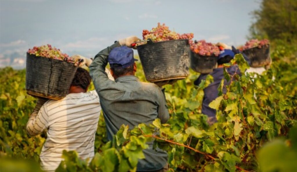 Tutti col reddito di cittadinanza, nessuno vuole vendemmiare in Sicilia