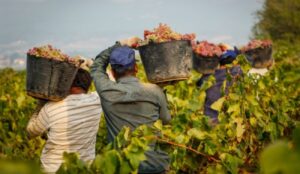 Tutti col reddito di cittadinanza, nessuno vuole vendemmiare in Sicilia