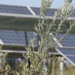 Energia, dove sorgerà il Parco solare non cresce la carota di Ispica