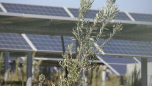 Energia, dove sorgerà il Parco solare non cresce la carota di Ispica