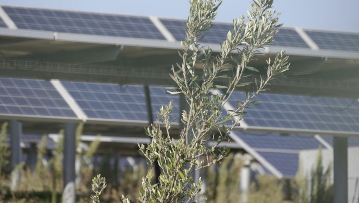 Energia, dove sorgerà il Parco solare non cresce la carota di Ispica