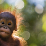 Wwf, distrutto il 69% della fauna selvatica in 50 anni