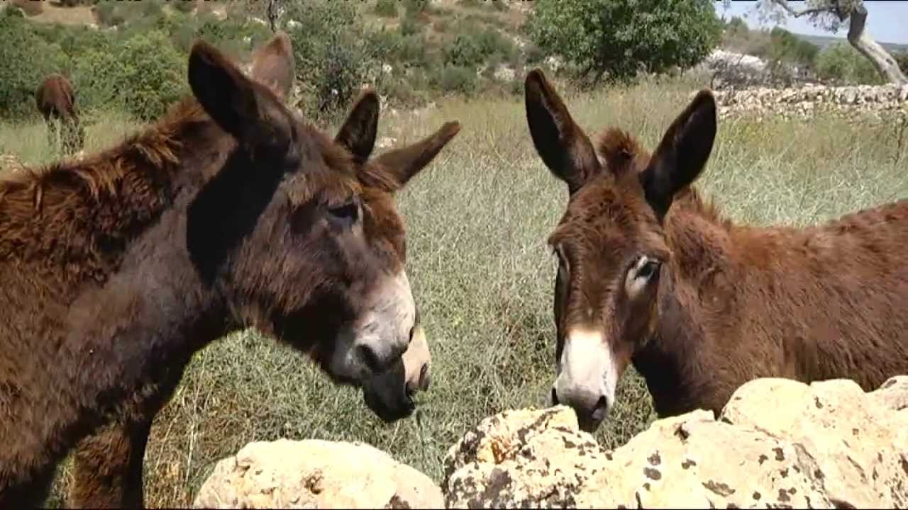 Calaforno, equidi salvati dal rumore mediatico: la proposta della Brambilla