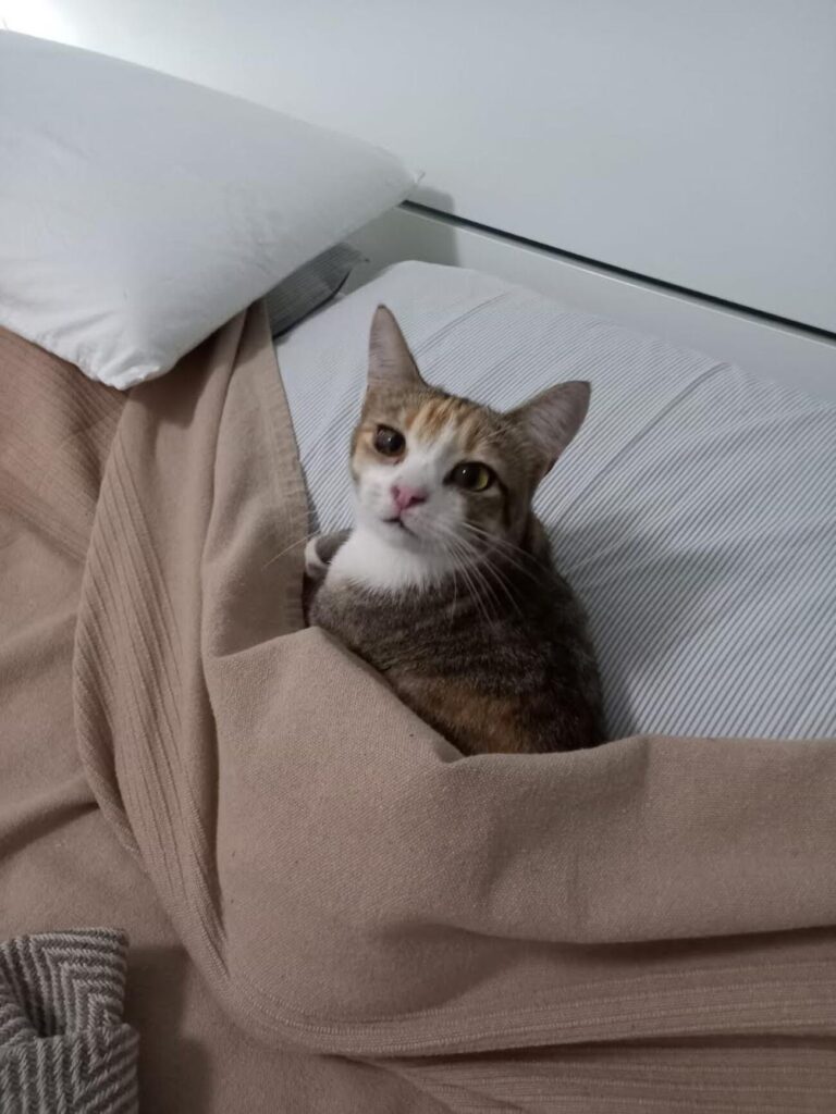 Costa di Carro, si &egrave; persa la gattina Trilly