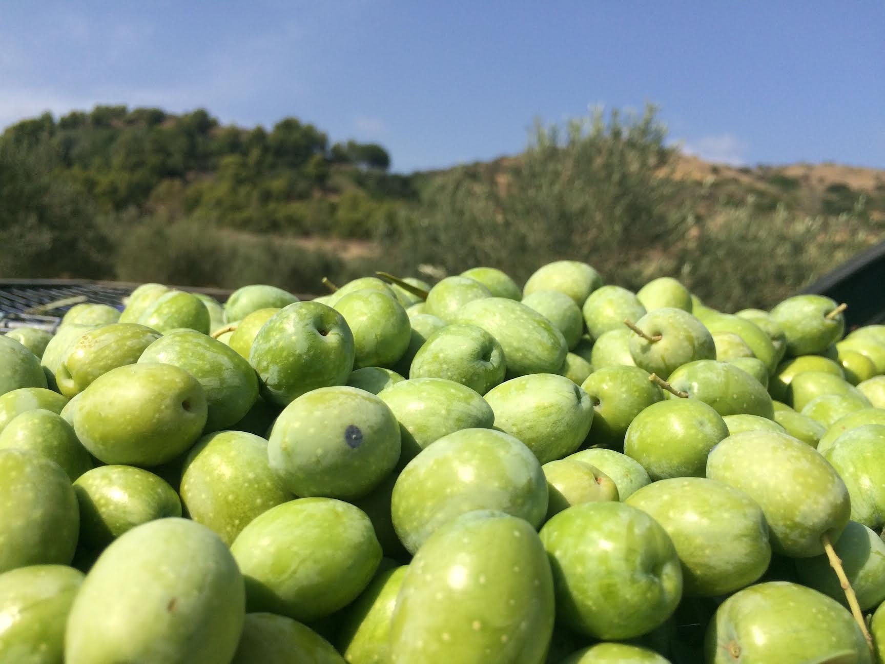 Olio e nons’Olio: a Chiaramonte si celebra “l’oro verde”