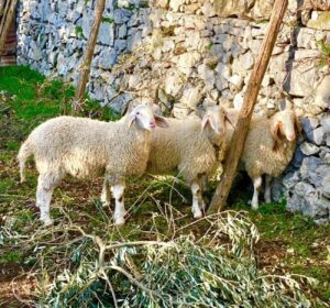 Assaf, la pecora Israeliana doppia lattifera vive in Sicilia