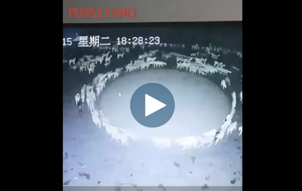 Il gregge che gira in cerchio da 12 giorni