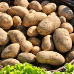 Patata della Sila Igp, &egrave; boom fatturato