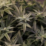 Sequestrate 2 tonnellate marjuana a ditta di canapa legale
