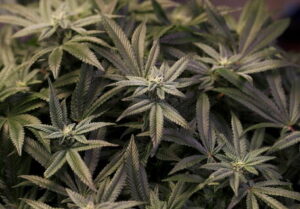 Sequestrate 2 tonnellate marjuana a ditta di canapa legale