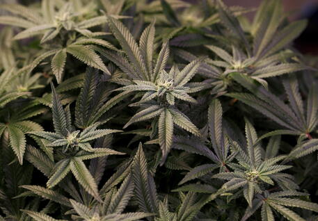 Sequestrate 2 tonnellate marjuana a ditta di canapa legale