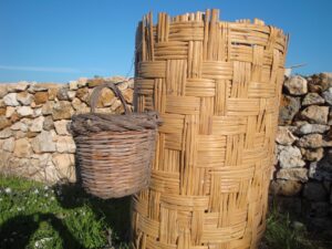 La canna comune, una risorsa naturale green economy da rivalutare