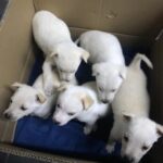 Questi cagnolini cercano un padrone