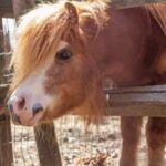 Il cavallino sequestrato in un angusto recinto in centro ad Acate