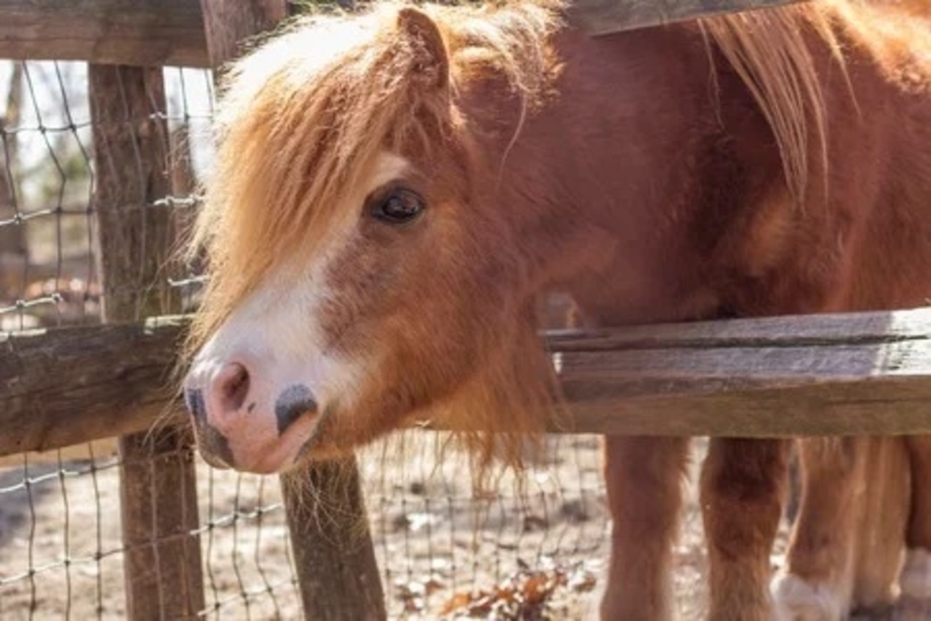 Il cavallino sequestrato in un angusto recinto in centro ad Acate