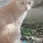 Ho smarrito il mio gattino in via Paestum a Ragusa