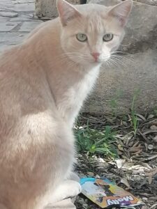 Ho smarrito il mio gattino in via Paestum a Ragusa