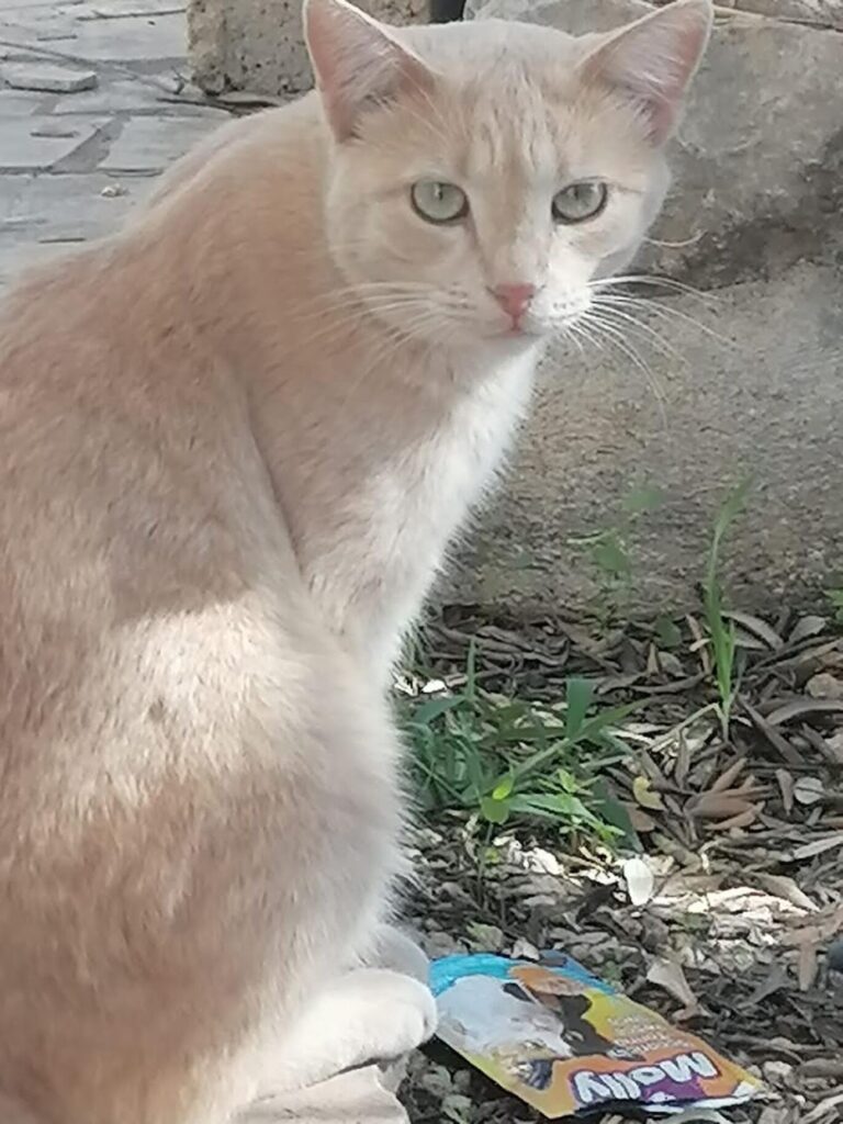 Ho smarrito il mio gattino in via Paestum a Ragusa