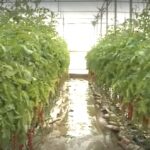 Maltempo, serre allagate a Scicli, agricoltura in ginocchio