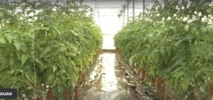 Maltempo, serre allagate a Scicli, agricoltura in ginocchio