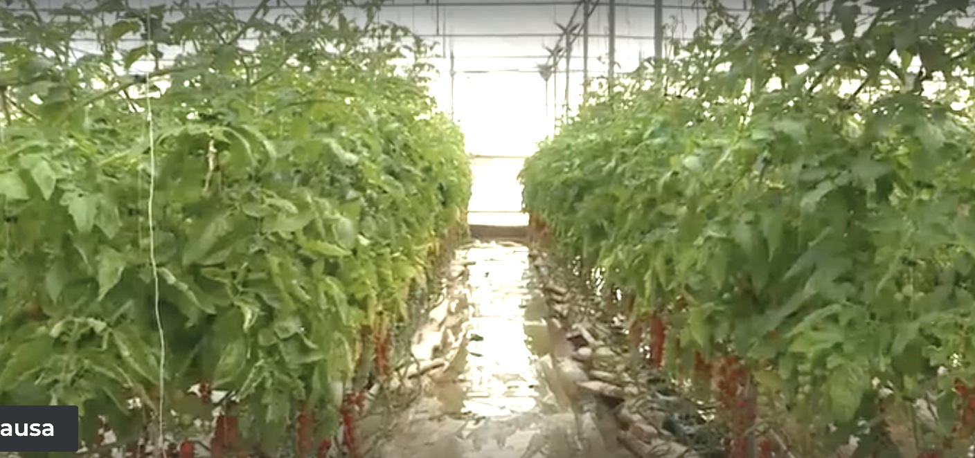 Maltempo, serre allagate a Scicli, agricoltura in ginocchio