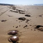 Centinaia di meduse spiaggiate nel litorale di Scicli dopo il ciclone