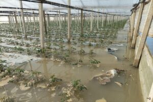 Maltempo, le aziende agricole colpite possono segnalare i danni