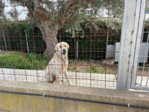 Trovato un cane, si cerca il padrone