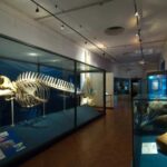 Museo di storia naturale a Comiso si rinnova, riapre domani