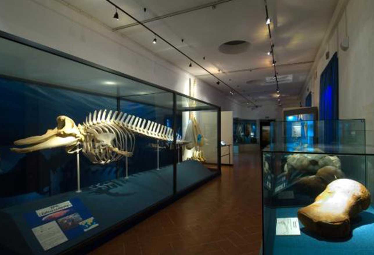 Museo di storia naturale a Comiso si rinnova, riapre domani
