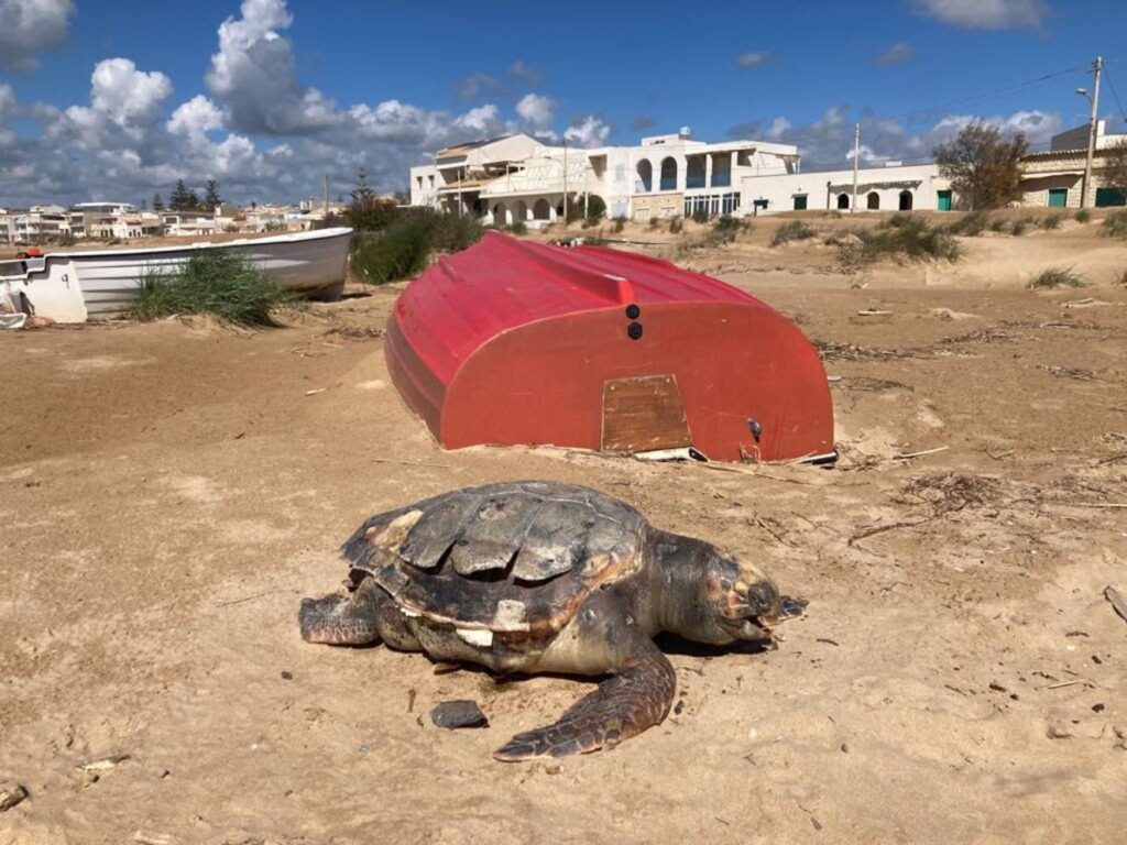 La carcassa di una tartaruga caretta caretta spiaggiata a Donnalucata