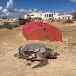 La carcassa di una tartaruga caretta caretta spiaggiata a Donnalucata