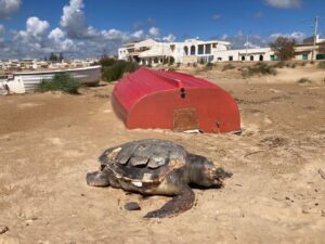 La carcassa di una tartaruga caretta caretta spiaggiata a Donnalucata