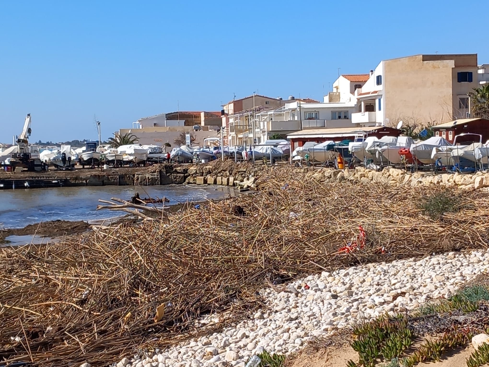Punta Braccetto e Casuzze, spiagge invase dalle canne. FT. VD