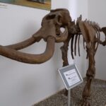 Rinasce il Museo Civico di Storia Naturale di Comiso