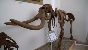 Rinasce il Museo Civico di Storia Naturale di Comiso