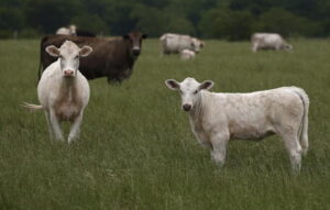 Esplosione in una fattoria del Texas, morte 18